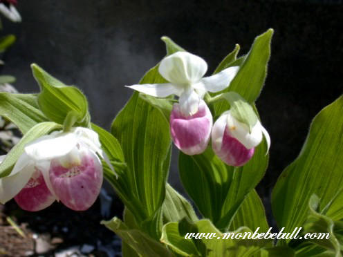 Cypripedium.jpg