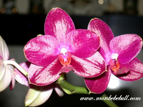 Phalaenopsis.jpg